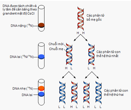 ADN có khả năng sao chép hoặc tạo bản sao cho chính nó