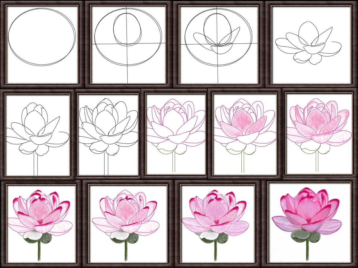 Hướng dẫn cách vẽ hoa sen đẹp, đơn giản dễ hiểu nhất