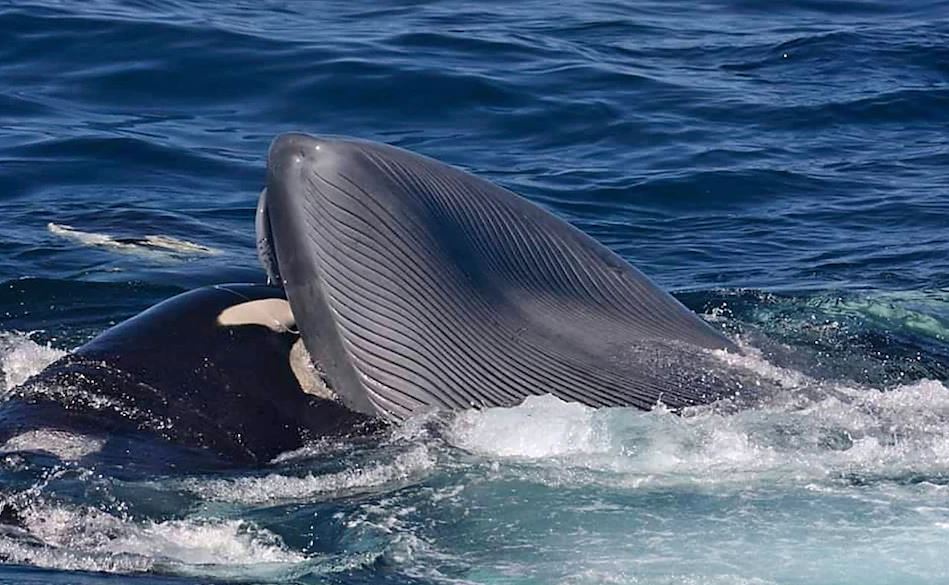 Cá voi sát thủ giết cá voi xanh trưởng thành