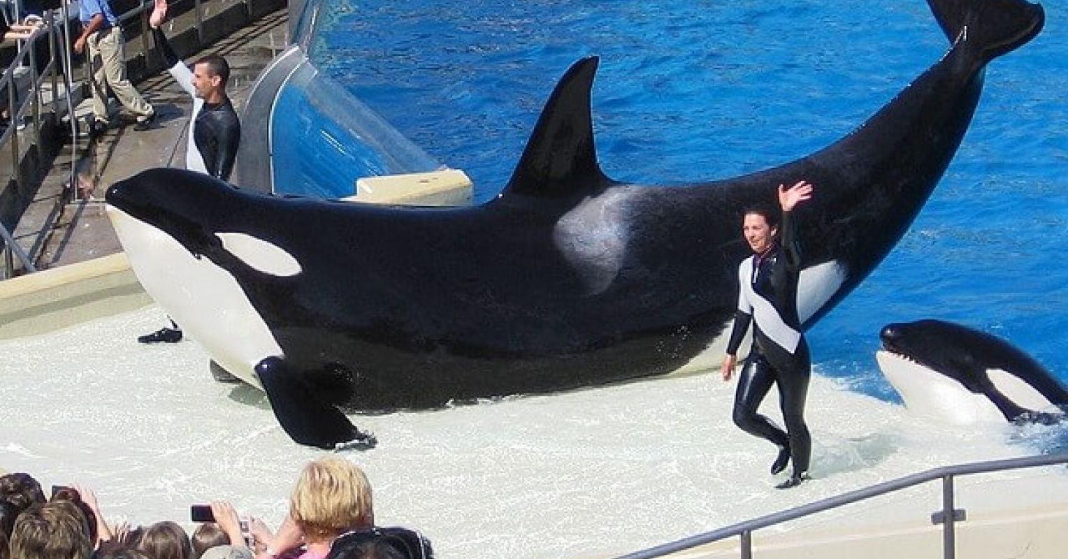 The Harmful Effects of Captivity on Orcas | Psychology Today United Kingdom