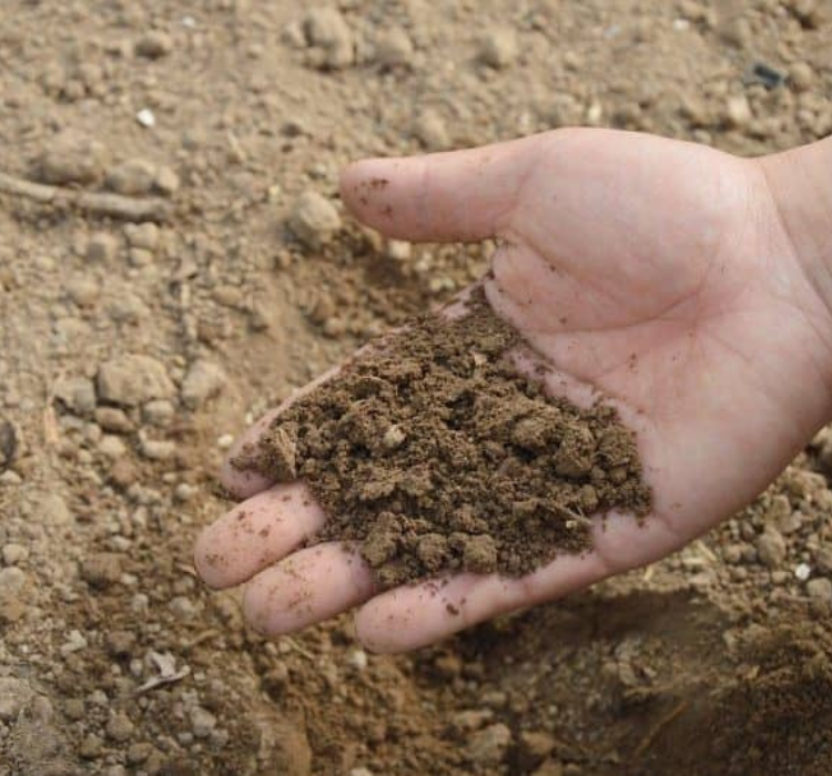 Người nông dân sử dụng đất cát trong trồng trọt