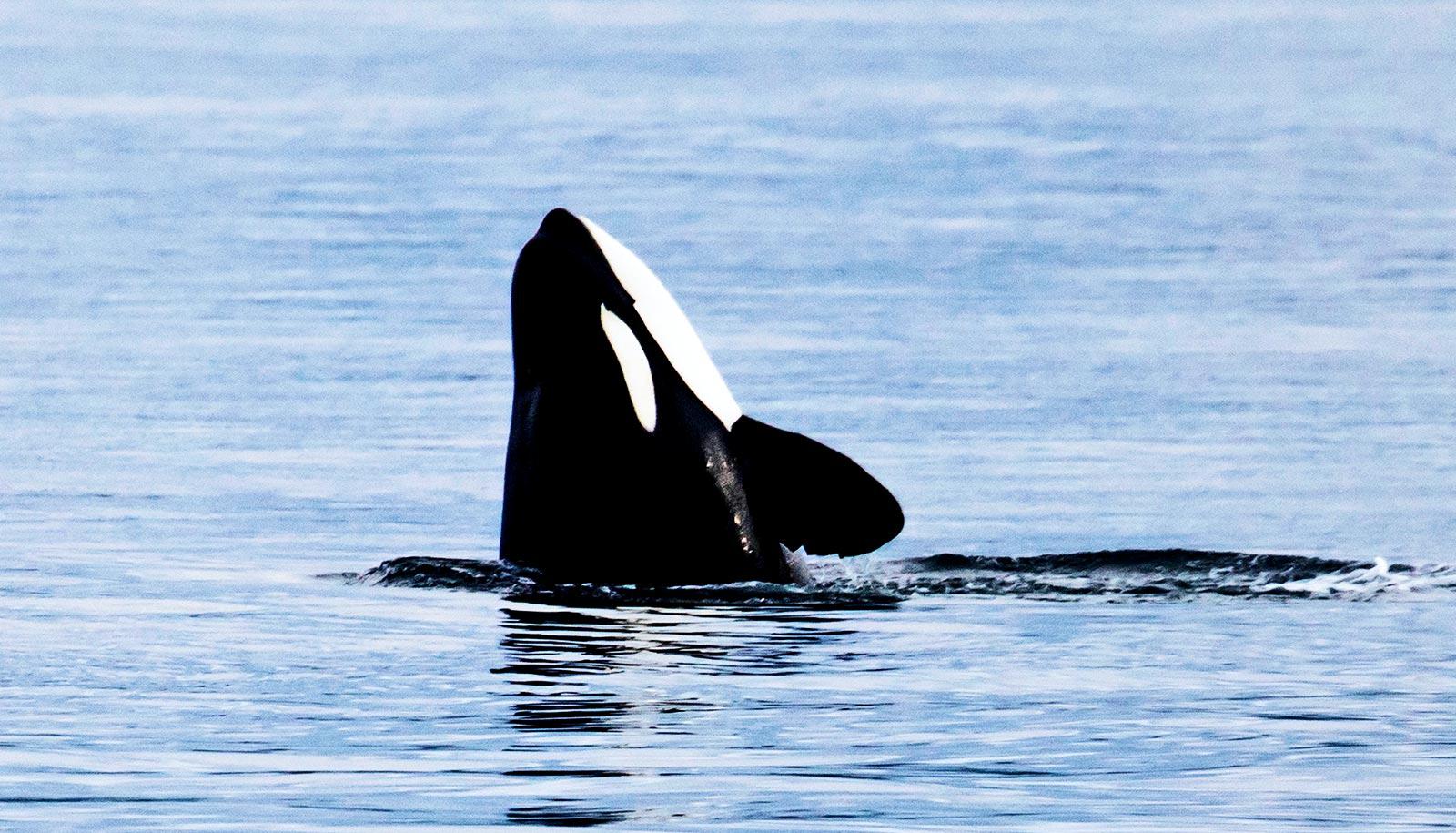 Read People Pose A Deadly Threat To Orcas Online