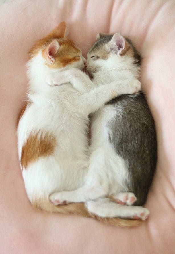 Hình ảnh ôm nhau ngủ dễ thương