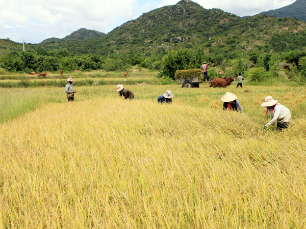 Nhiều mô hình thâm canh cây lúa được áp dụng hiệu quả tại nước ta