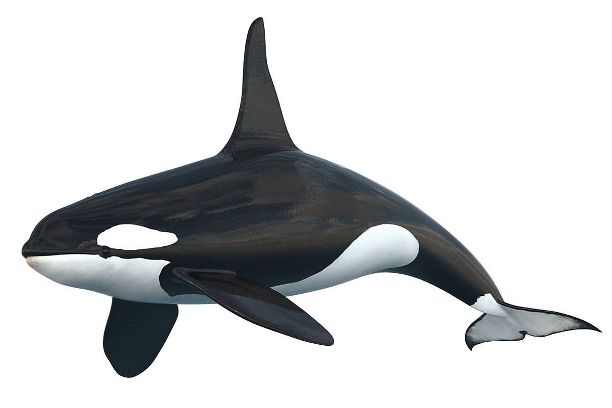 Cá voi sát thủ - Orcinus orca