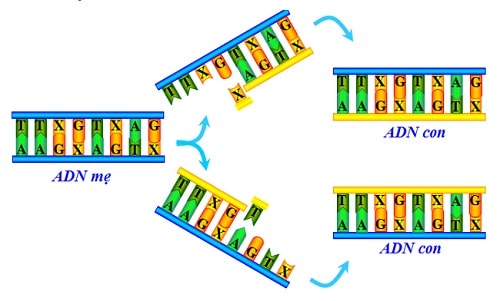 Quá trình nhân đôi ADN diễn ra trong tế bào 