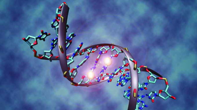 Bốn loại Bazo Nito trong ADN ở cơ thể sống 