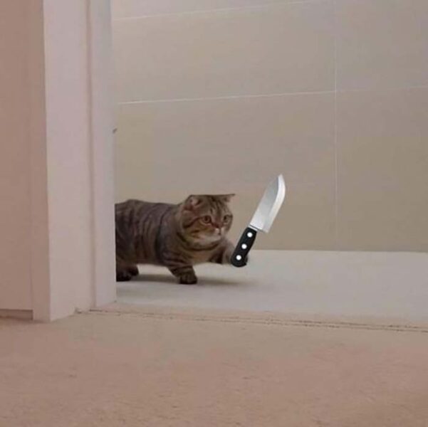 ảnh mèo cầm dao bằng 1 tay