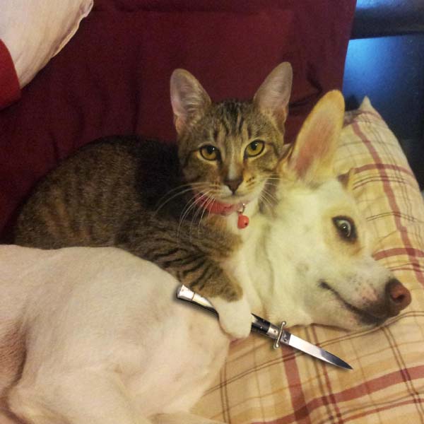 Ảnh mèo cầm dao đe dọa chú chó