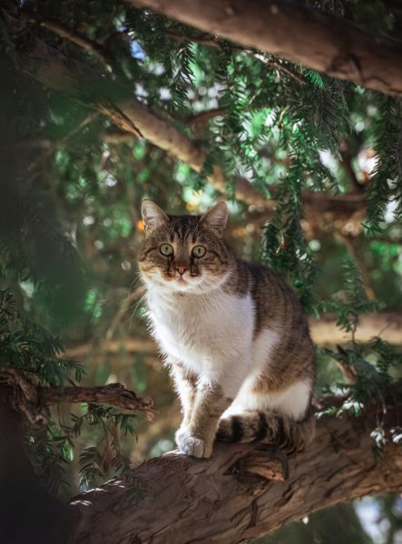 ảnh mèo khóc trên cây
