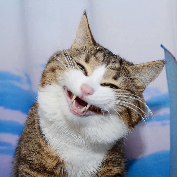 Cập nhật nhiều hơn 97 hình nền con mèo ngáo tuyệt vời nhất - Tin học Đông  Hòa