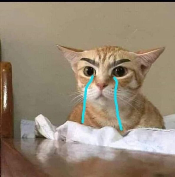 Hình ảnh con mèo buồn - ảnh mèo khóc