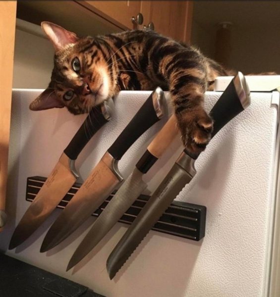 Hình ảnh mèo cầm dao phóng lợn