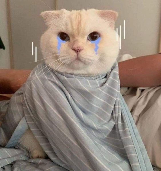 Hình ảnh mèo khóc buồn cute