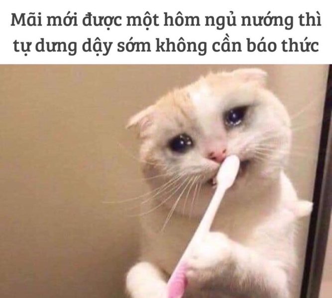 Hình ảnh mèo khóc cute