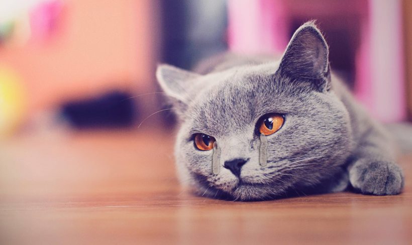 hình ảnh mèo khóc độc đáo
