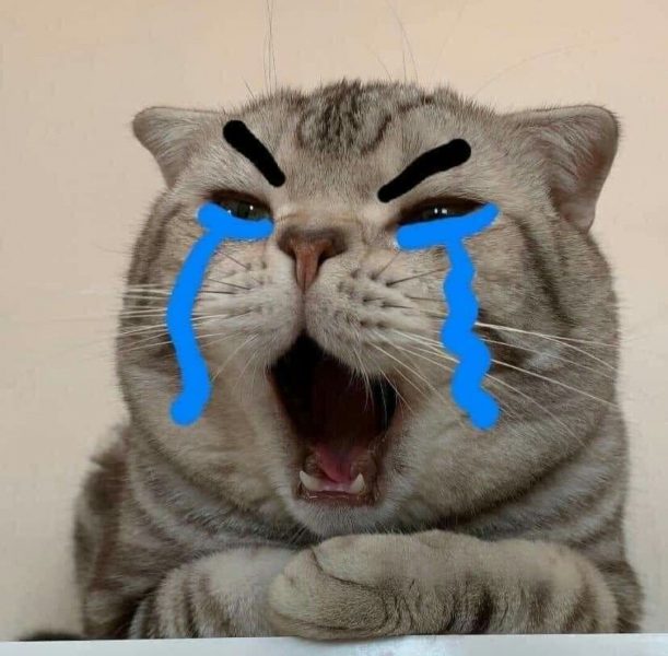 hình ảnh mèo khóc giận dữ