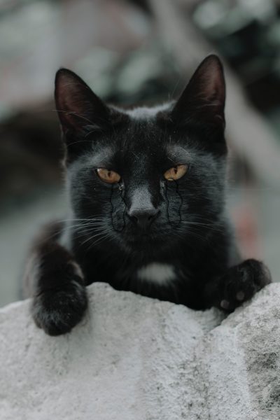 hình mèo khóc mèo đen