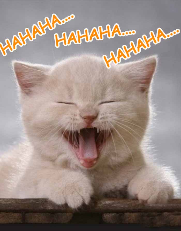 Bức ảnh mèo cười hài này sẽ đem lại cho bạn nụ cười tươi trên môi. Chú mèo trong bức ảnh này trông thật dễ thương với gương mặt biểu cảm hài hước. Hãy xem ảnh và thư giãn với những giây phút cười đùa vui nhộn này.