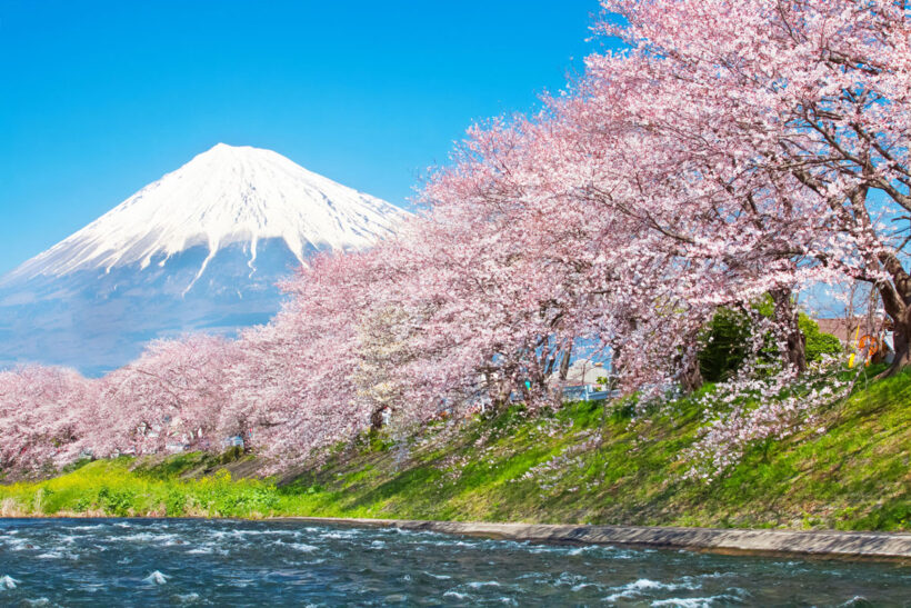 Hình ảnh Nhật Bản hoa Anh Đào đẹp mê hồn
