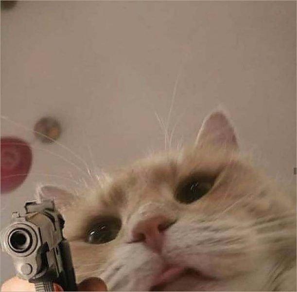 Hình meme mèo FF cầm súng