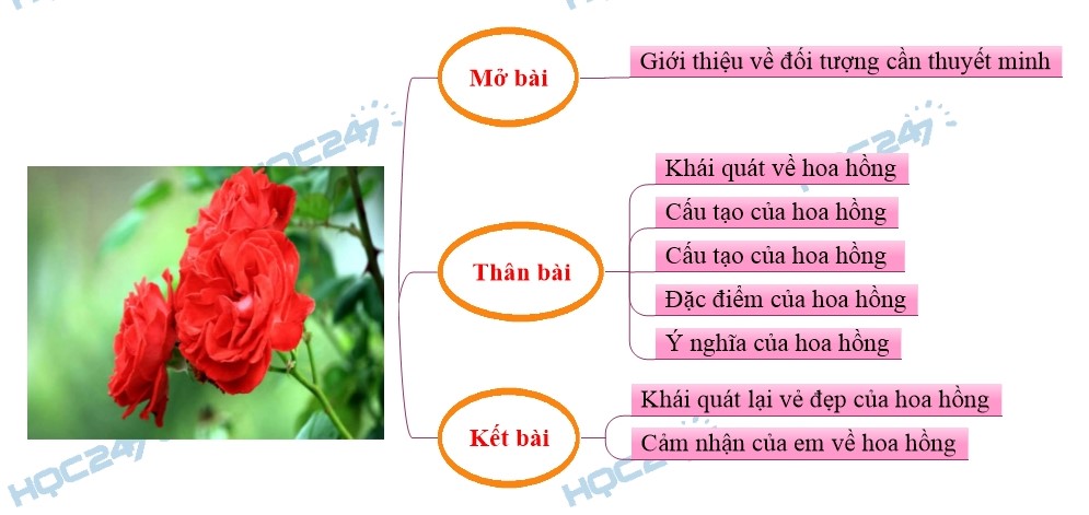 Thuyết minh về cây hoa hồng