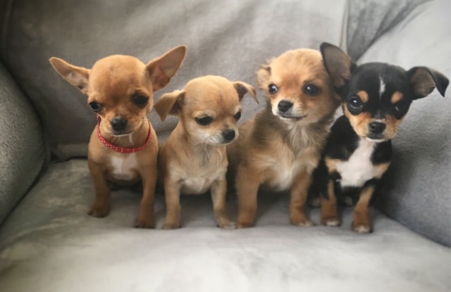 Hướng Dẫn Chăm Sóc Chó Con Chihuahua Đúng Cách - Thichthucung.com