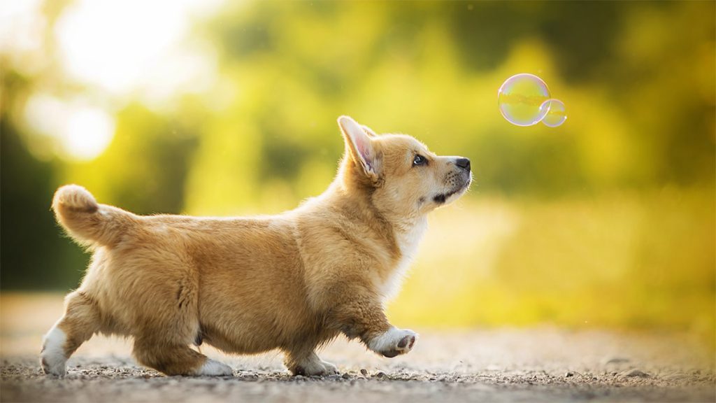 Chó Corgi – Tìm hiểu nguồn gốc, bảng giá, đặc điểm và cách nuôi chó corgi