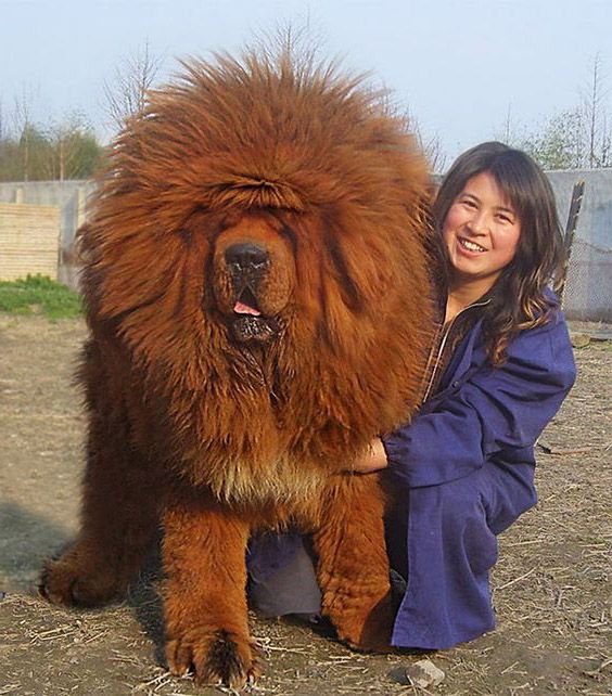 Chó Ngao Tây Tạng Khổng Lồ Chúa Tể Thảo Nguyên