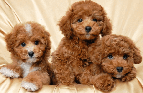 Chó Poodle - Đặc Điểm, Nguồn Gốc, Phân Loại & Giá Bán | Dogparadise