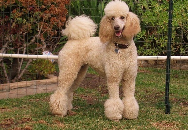 Chó Poodle - Đặc điểm, phân loại và cách nuôi