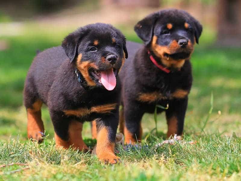Chó Rottweiler - Các Kiến Thức Cần Biết Cho Người Nuôi | Siêu Pet