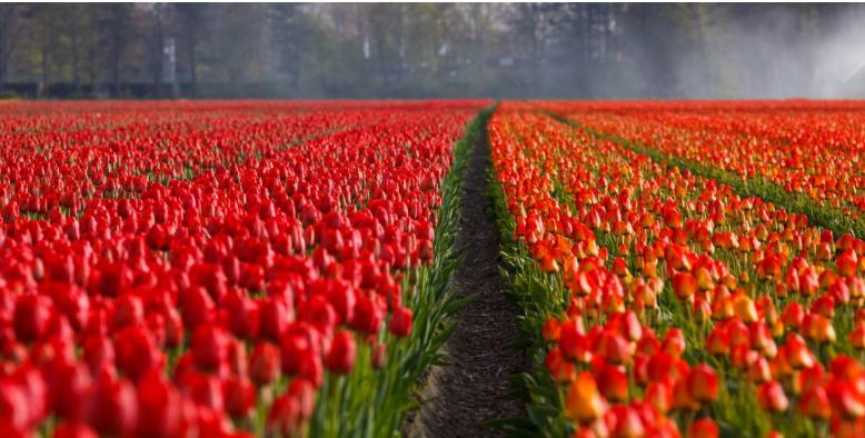  cánh đồng hoa tulip màu đỏ