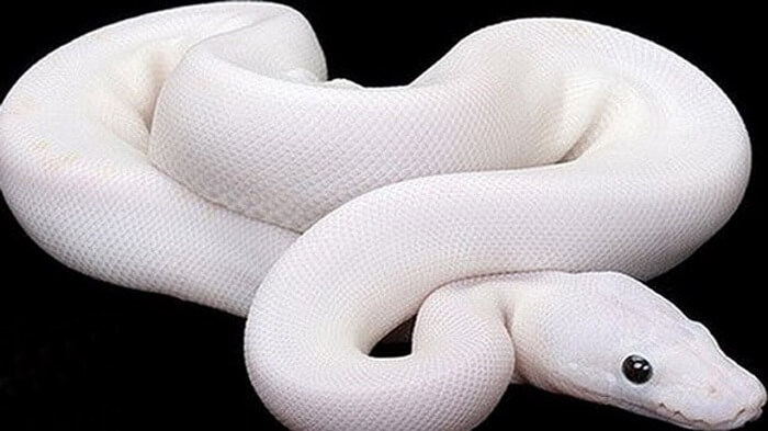 Giải mã giấc mơ thấy rắn trắng chính xác 100% - Blog Tử vi