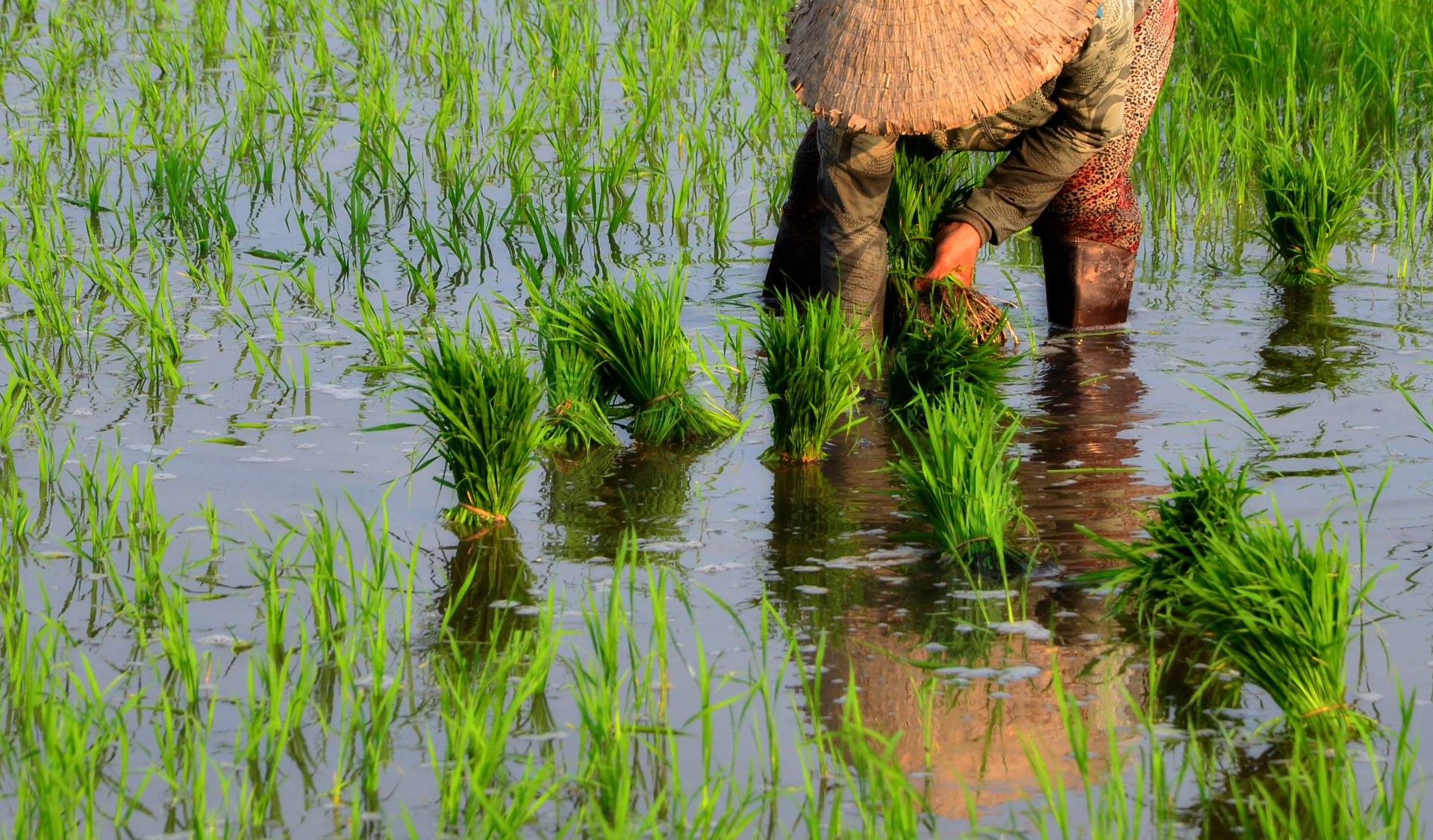 Tháng sáu cấy lúa ruộng gò - Báo Tây Ninh Online
