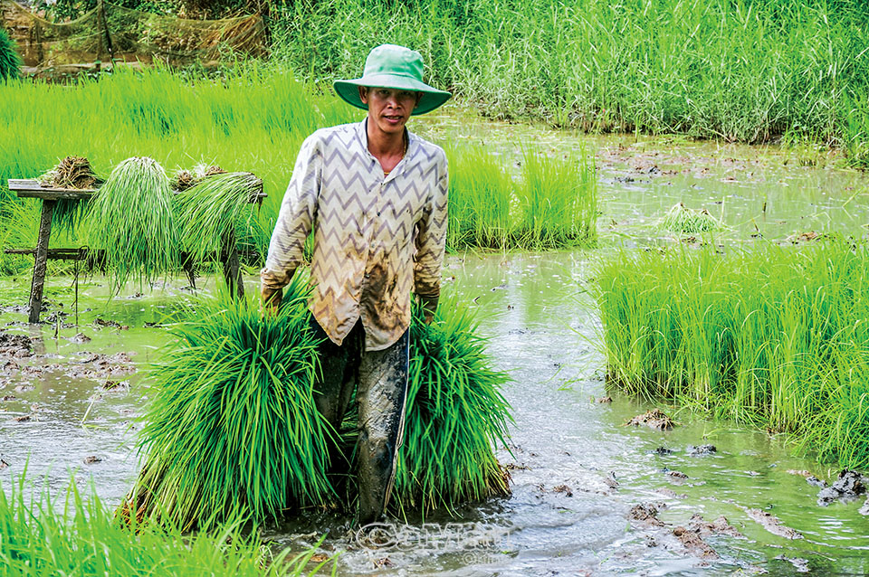 Nhổ mạ cao cả mét mang cấy đồng nước sâu, sau đó nông dân Cà Mau tuyệt đối không dùng thuốc trừ sâu