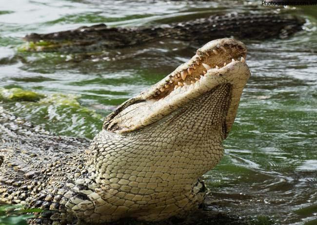 Mơ thấy cá sấu báo hiệu điều gì sắp tới? Gợi ý con số may mắn