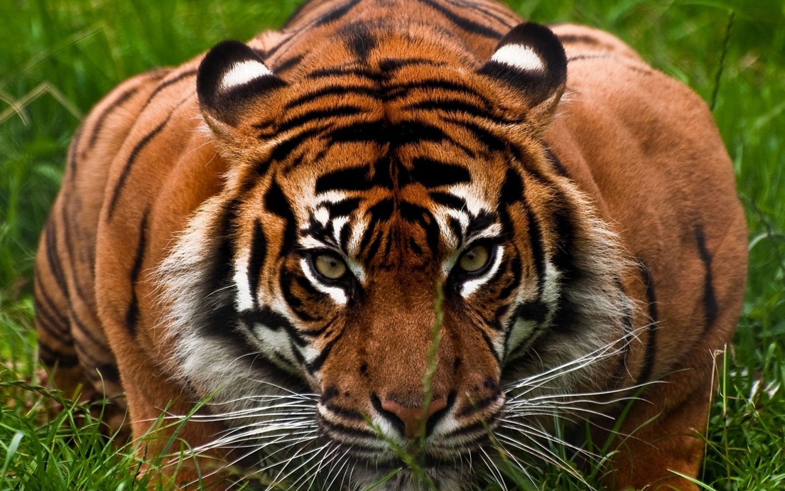 Nằm mơ thấy hổ có ý nghĩa gì? Ý nghĩa biểu tượng của hình ảnh con hổ - Random.com.vn