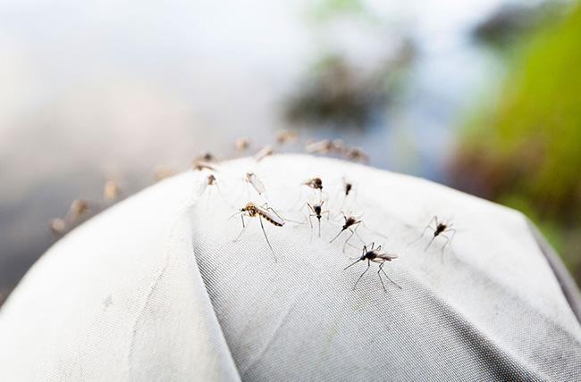 Ý nghĩa giấc mơ thấy muỗi là gì? Nên đánh con gì dễ trúng lớn
