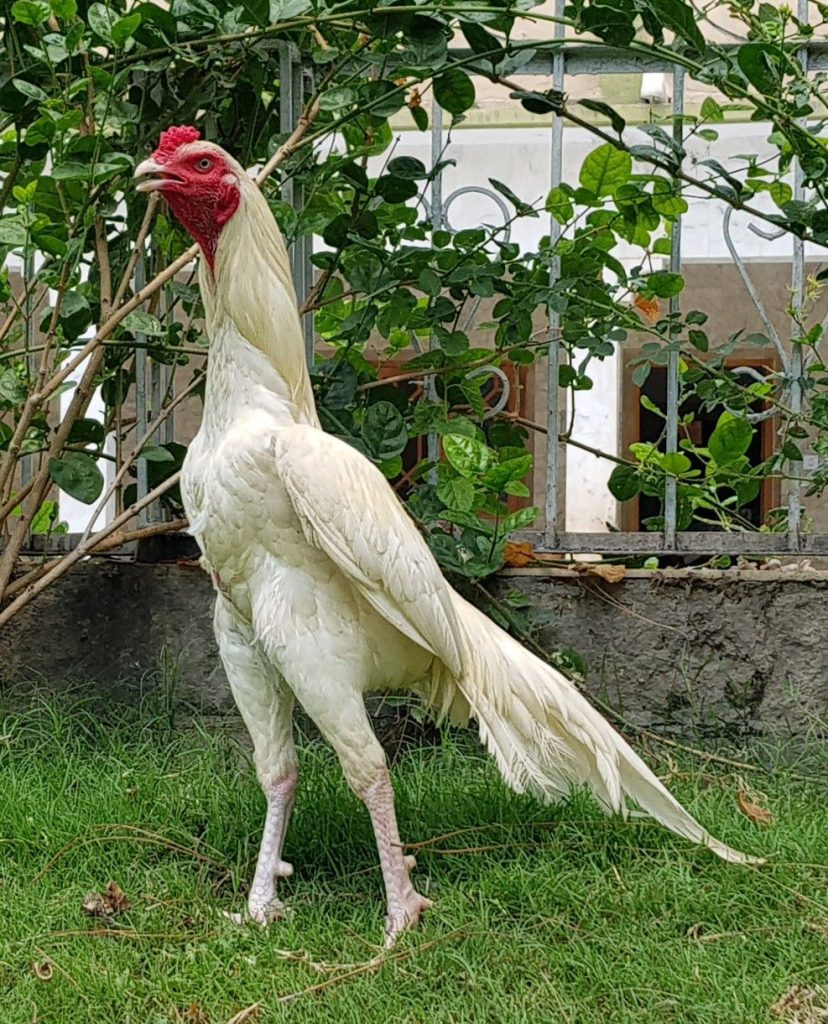 Gà Shamo – Giống gà chọi đến từ Nhật Bản